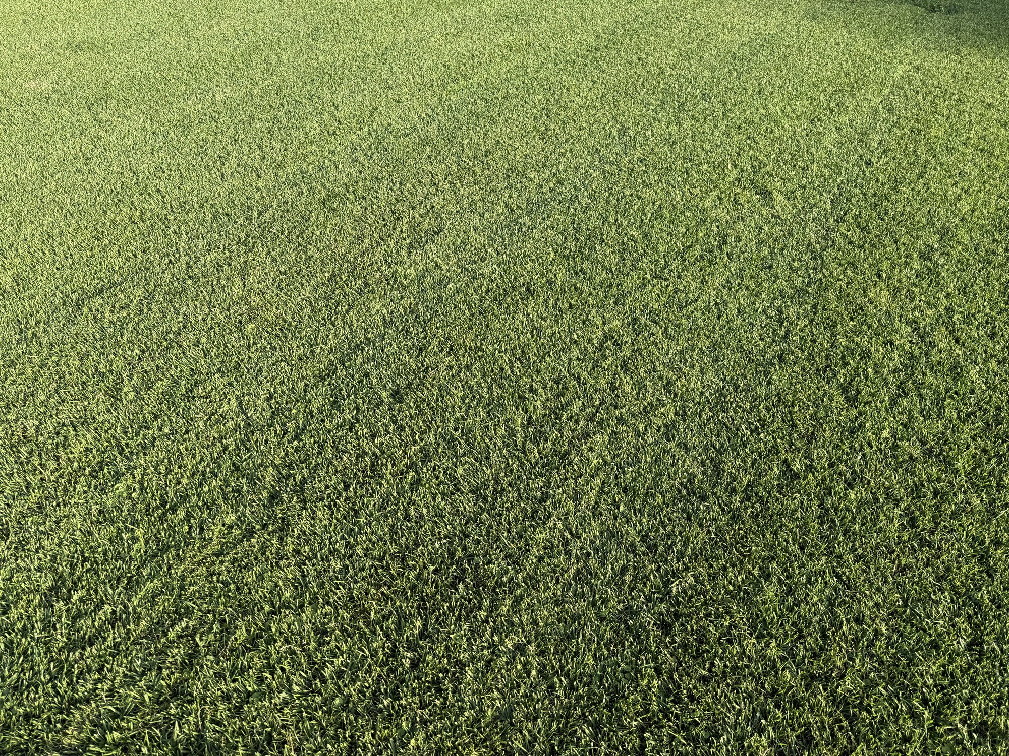 Evenly cut, well-maintained lawn surface in Morgan County, AL
